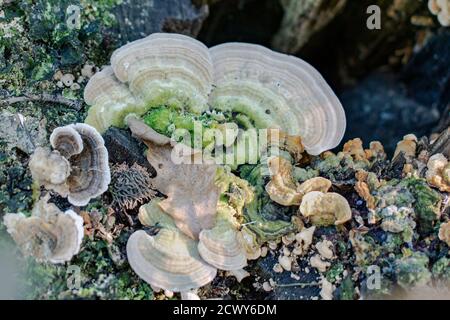Funghi dell'albero,, funghi della coda del tacchino che crescono sul ceppo di a. albero morto Foto Stock