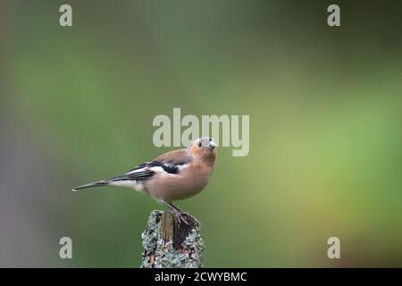 Chaffinch ,Fringilla coelebs, maschio su bastone, scozia, dumfries, agosto Foto Stock