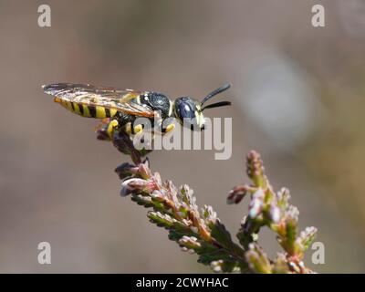 Lupo di api / bee-killer wasp (Philanthus triangulum) maschio arroccato su erica in un piccolo territorio di accoppiamento che ha segnato con feromoni, Dorset, UK. Foto Stock