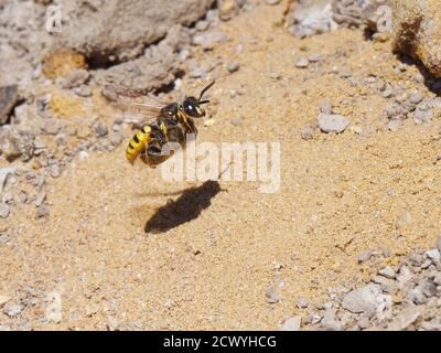 Lupo di api / vespa di bee-killer (triangolo di Philanthus) femmina che vola di nuovo al suo nido con un'ape di miele paralizzata (API mellifera), brughiera del Dorset, Regno Unito. Foto Stock