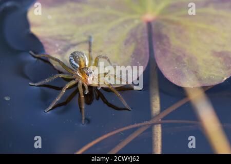 Pirata stagno ragno / pirata lontra ragno (Pirata piraticus) caccia da una foglia di giglio d'acqua con le sue gambe anteriori che toccano l'acqua per rilevare preda, Dorset Foto Stock