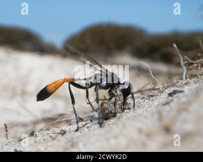Heath Sand wasp (Ammophila pubescens) posizionamento di un grumo di muschio coperto di sabbia nell'ingresso del suo nido di burrow per escludere i parassiti, Dorset, Regno Unito Foto Stock