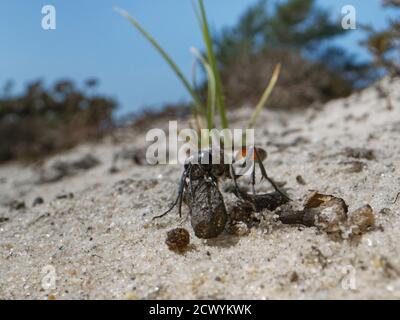 Heath Sand wasp (Ammophila pubescens) raccogliendo un piccolo bastone da posizionare nella sua entrata nido burrow per escludere parassiti mentre assente, Dorset, Regno Unito. Foto Stock