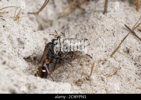 Vespa ragno a zampe rosse (Episyron rufipes) che trascina un tessitore orb del settore mancante (Zygiella x-notata) nel suo burrone nido in una brughiera sabbiosa, Dorset, Regno Unito. Foto Stock