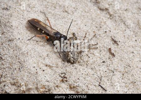 Vespa ragno a zampe rosse (Episyron rufipes) che trascina un settore mancante orb weaver (Zygiella x-notata) al suo nido di sepoltura in brughiera sabbiosa, Dorset, Regno Unito Foto Stock