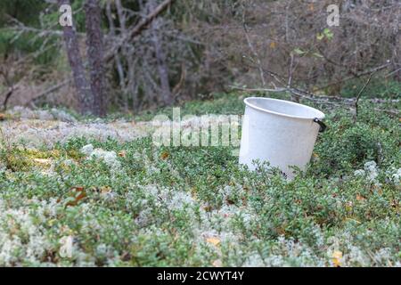 Secchio bianco per raccogliere bacche e funghi al bordo della foresta. Foto di alta qualità Foto Stock