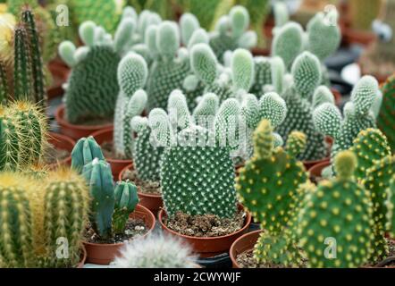 Un sacco di diverse piante di cactus in pentole in serra. Cactus sfondo. Messa a fuoco selettiva Foto Stock