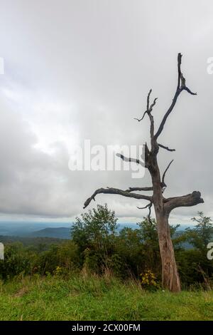 Vista di un tronco di un albero morto sulla cima di una collina nella catena montuosa di creste blu che si affaccia sul paesaggio nella valle di Shenandoah in una giornata nuvolosa. L'immagine è stata scattata a. Foto Stock