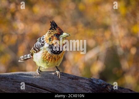 Barbet crestato che si trova al waterhole nel parco nazionale di Kruger, Sudafrica; Specie Trachyphonus vaillantii famiglia di Ramphastidae Foto Stock