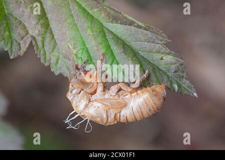 Tutto ciò che rimane è il guscio vuoto di una cicada. Il guscio è ancora precario da una foglia. Foto Stock