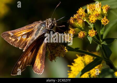 Primo piano immagine macro isolata di una farfalla maschio Atalopedes campestris (Sachem) su fiore giallo. L'insetto è completamente coperto di pollini. È su Foto Stock