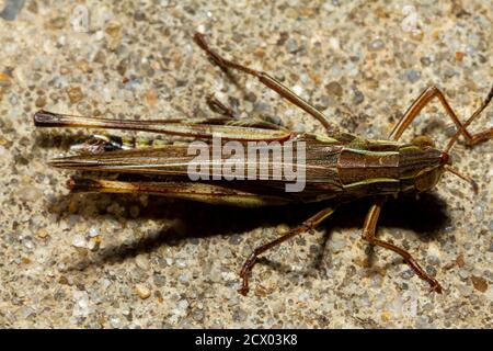 Primo piano immagine macro di un grande gracshopper a due righe (Melanoplus bivittatus) su terreno di cemento. Ha due bande gialle pallidi sul suo corpo superiore Foto Stock
