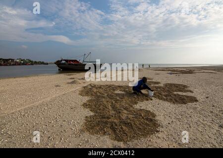 Sekinchan, Selangor/Malesia - Ott 06 2019: Clavo di scavo malese. Foto Stock