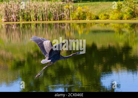 Primo piano immagine di un grande airone blu (Ardea herodias) che sorvola uno stagno. L'immagine presenta grandi ali e lo scenario di sfondo che include sceni Foto Stock
