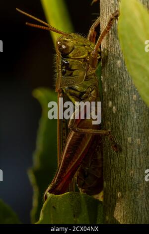 Un'immagine ravvicinata di un'affolgatrice con zampe rosse (Melanoplus femurrubrum) su un ramo di pianta. È utilizzato negli studi sui cambiamenti climatici a causa del suo fe Foto Stock