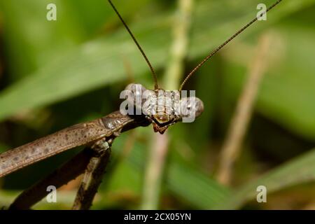 Un'immagine ravvicinata dell'obiettivo macro di una mantide Carolina adulta su una pianta. L'immagine mostra i dettagli del suo occhio composto, i pezzi della bocca e l'antenna come noi Foto Stock