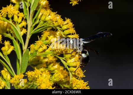 Una wasp di quattro alberi dentati di colore nero (Monobia quadridens) è sui fiori gialli della pianta del gondrod del canada. Ha una striscia bianca che succhia il nettare e. Foto Stock