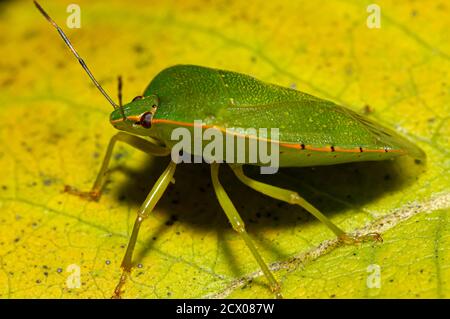 immagine macro di un bug verde meridionale della palusta (nezara viridula) su una foglia gialla nel parco nazionale di shenandoah. È una peste economicamente importante che f Foto Stock