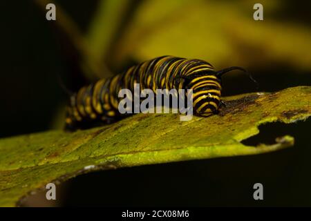 Primo piano immagine macro di un panaus plexippus (monarca) caterpillar su una foglia di munga nella foresta al Parco Nazionale di Shenandoah. Questo è un insetto carino w Foto Stock