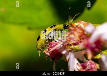 Diabrotica undecimpunctata (verme di mais meridionale) a.k.a. coleottero di cetriolo macchiato è un parassita agricolo che mangia le radici, i corpi ed i fiori di raccolto Foto Stock