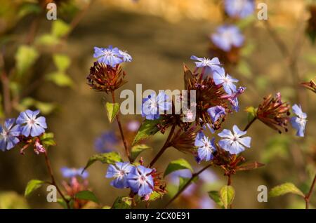 Ceratostigma willmottianum Foto Stock