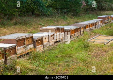 Fila di alveari di legno sul bordo della foresta per le api selvatiche. Foto Stock