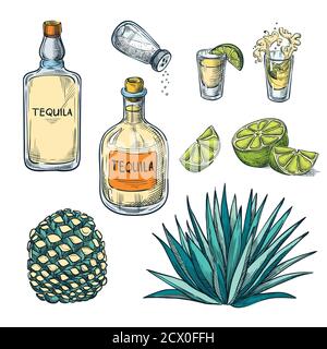 Bottiglia di tequila, bicchiere per shot e ingredienti di radice di agave, illustrazione dello schizzo a colori vettoriali. Elementi di design del menu delle bevande alcoliche messicane. Illustrazione Vettoriale