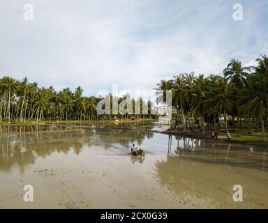 PENAGA, Penang/Malaysia - Nov 01 2019: Coltivatore aratura a risaia campo. Foto Stock