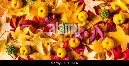 Confine autunnale con foglie colorate e frutti deco autunnali Foto Stock