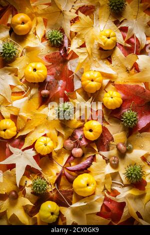 Sfondo autunnale con foglie colorate e frutti deco autunnali Foto Stock