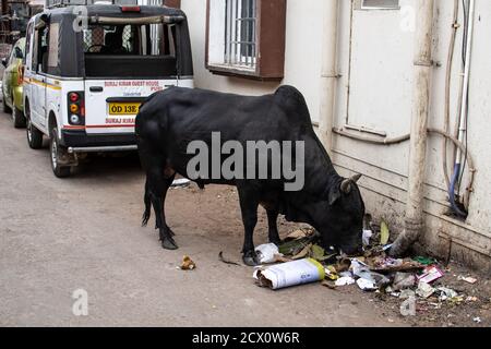 Una grande mucca nera mangia i rifiuti da un mucchio di rifiuti che colgono un'auto sulla strada a Puri, India Foto Stock