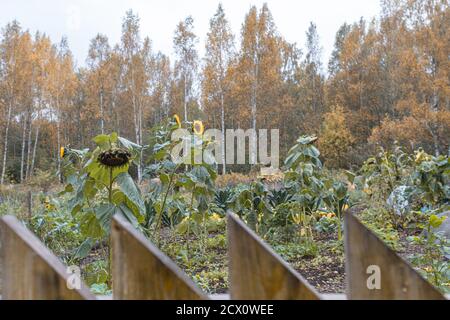 Ci sono grandi girasoli dietro una recinzione di legno. Agricolo, sfondo autunno. Foto di alta qualità Foto Stock