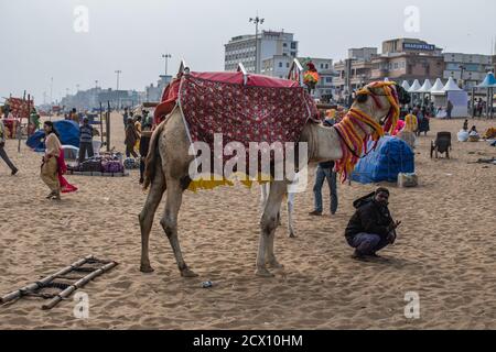 Puri, India - 3 febbraio 2020: Un cammello decorato alla spiaggia con persone non identificate nei suoi dintorni il 3 febbraio 2020 a Puri, India Foto Stock