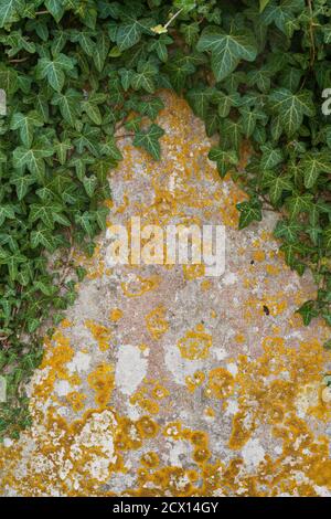 Motivo di texture di fondo rustico naturale con lichene e edera formato su una vecchia lastra di pietra. Foto Stock