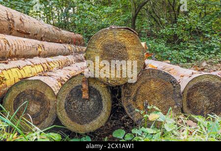 Alberi segati nella foresta di Eutin, Germania Foto Stock