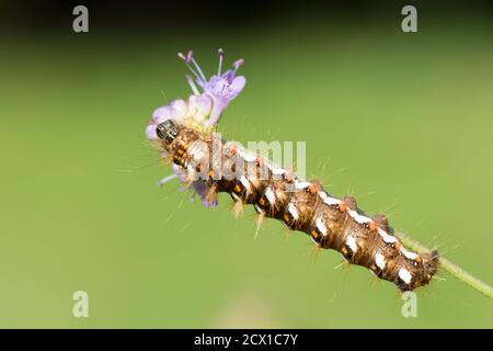 The Knot Grass, Acronicta rumicis, Moth caterpillar, nutrendo su Devil's bit scabious, Succisa pratensis, Sussex, UK, settembre Foto Stock