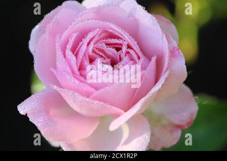 Rosa Larissa con rugiada mattutina Foto Stock