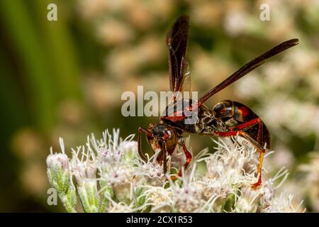 Una vespa nera e rossa con occhi verdi marroni chiamati vespe di carta metricus (polistes metricus) sta camminando sui fiori bianchi comuni del boneset che succhiano il nettare un Foto Stock
