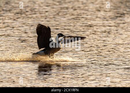 Un'oca canadese (Branta canadensis) sta atterrando sul fiume Patuxent nel Maryland. Le sue ali sono aperte e genera un grande spruzzi sull'acqua calma. Foto Stock