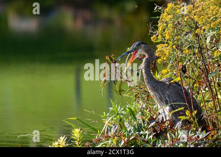 Primo piano immagine di un grande airone blu (Ardea herodias) con la sua bocca aperta, che si nasconde tra le canne. L'immagine mostra anche la palude paludosa con g alto Foto Stock