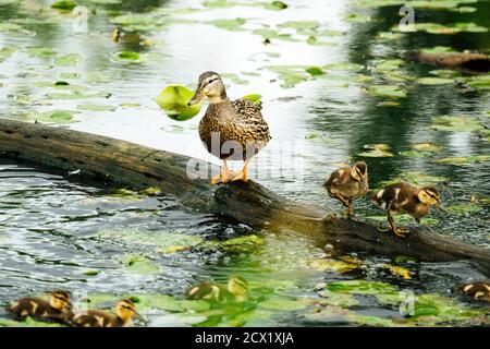 Un'anatra femminile con due anatroccoli in piedi su un tronco in uno stagno Foto Stock