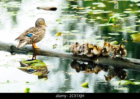 Una famiglia di anatre che riposano su un tronco in lago Washington Foto Stock