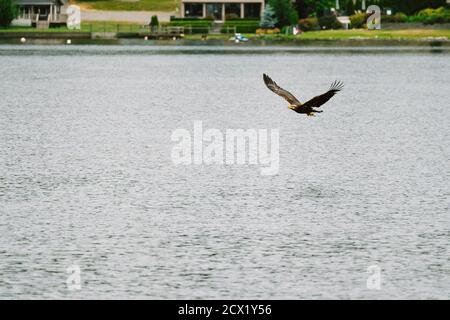 Ampia vista angolare di un'aquila calva che vola sopra il lago Washington Foto Stock