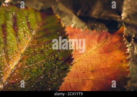 Primo piano di una foglia verde con gocce di rugiada e un foglia arancione su sfondo dorato Foto Stock