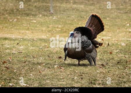 Un tom struts il suo meglio sperando di ottenere un'attenzione delle galline all'inizio della primavera. Foto Stock