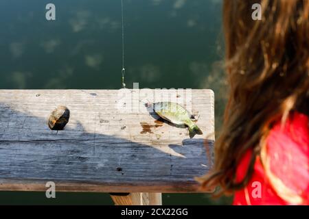 Una giovane ragazza esamina un piccolo pesce Foto Stock