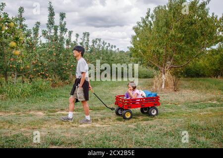 Un padre tira un bambino piccolo in un carro rosso attraverso un frutteto di mele Foto Stock