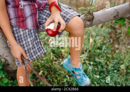 vista ravvicinata del bambino seduto in un albero che mangia a. mela rossa matura Foto Stock