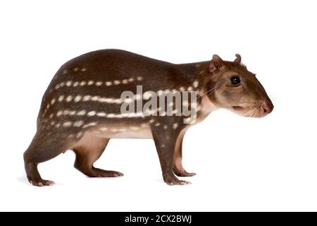 Lowland paca (Cuniculus paca) Foto Stock