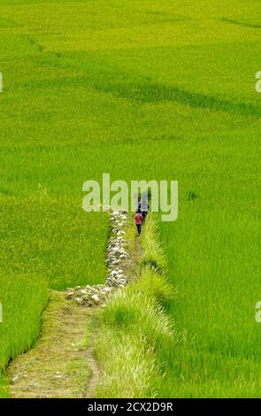 Contadini bhutanesi che camminano tra risaie a Paro, Bhutan Foto Stock